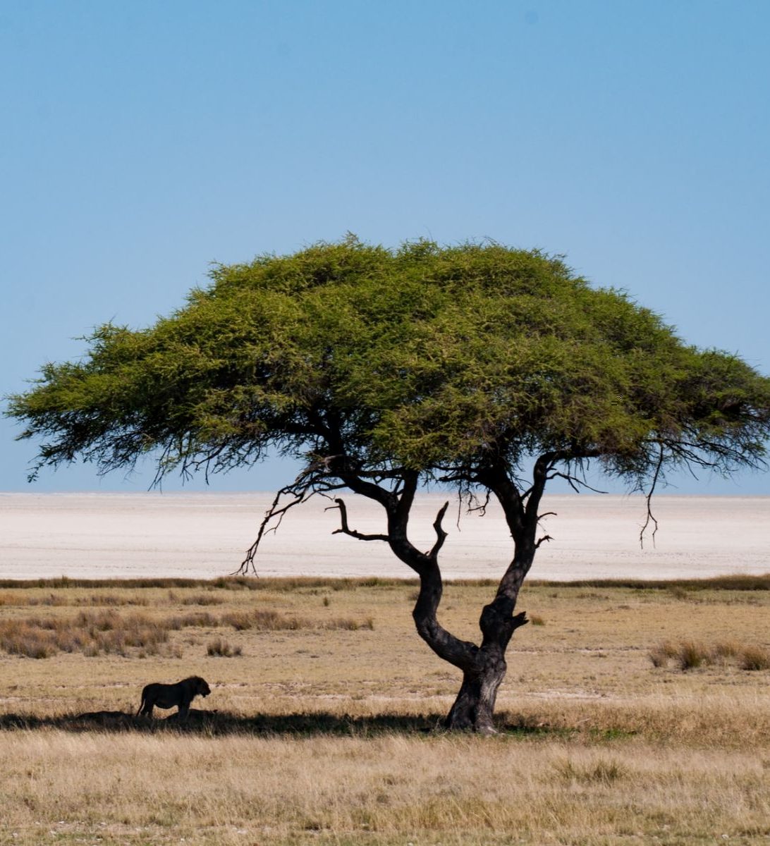 Rondreis Namibië, Etosha, Leeuw in de schaduw onder een boom