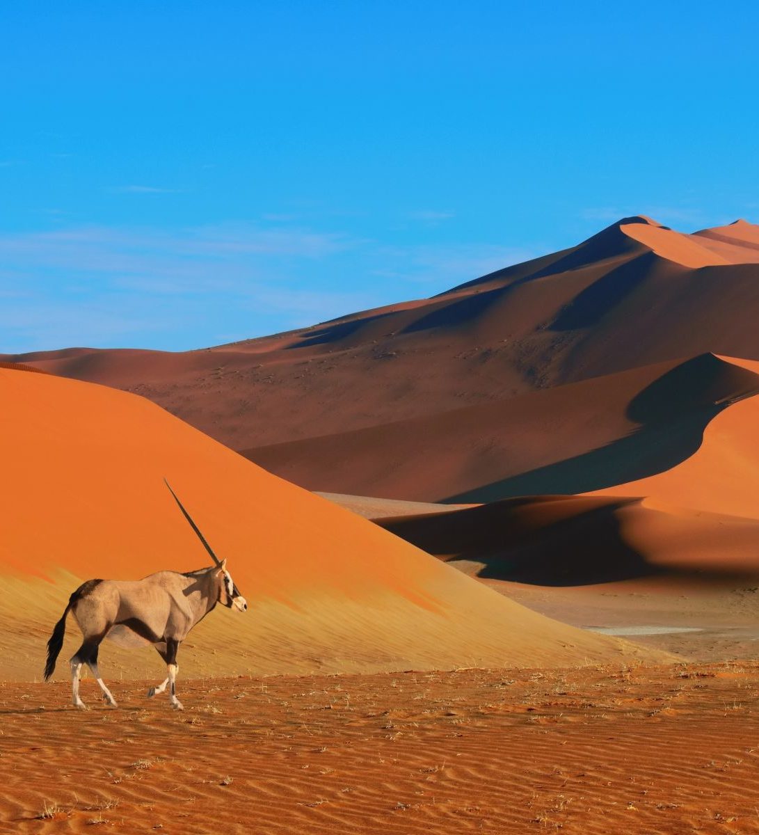 Rondreis-Namibie-Namib-Naukluft-Antilope-in-Namib-Naykluft-National-Park