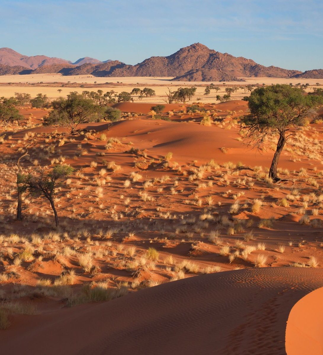 Rondreis Namibië, Namib Naukluft, Bomen en landschap in Namib Naykluft National Park