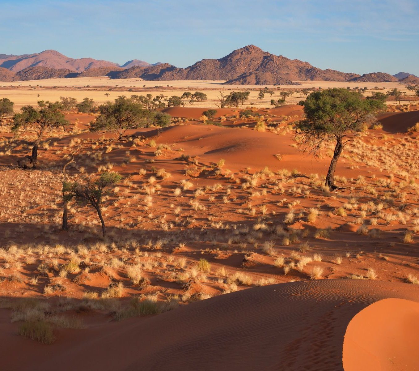 Rondreis Namibië, Namib Naukluft, Bomen en landschap in Namib Naykluft National Park