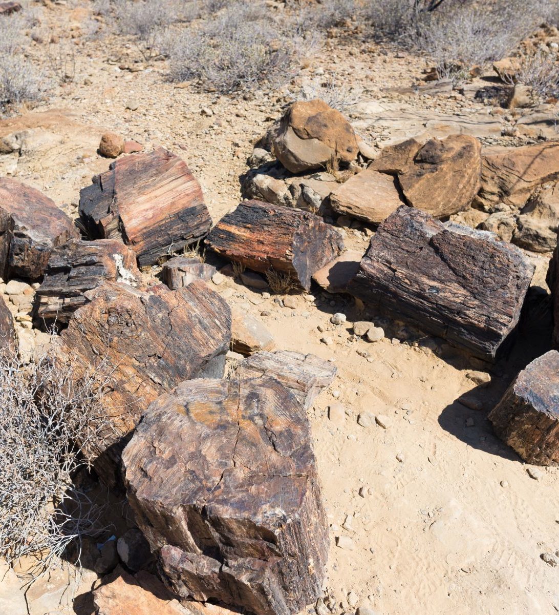 Rondreis Namibië, Petrified Forest, boomstammen