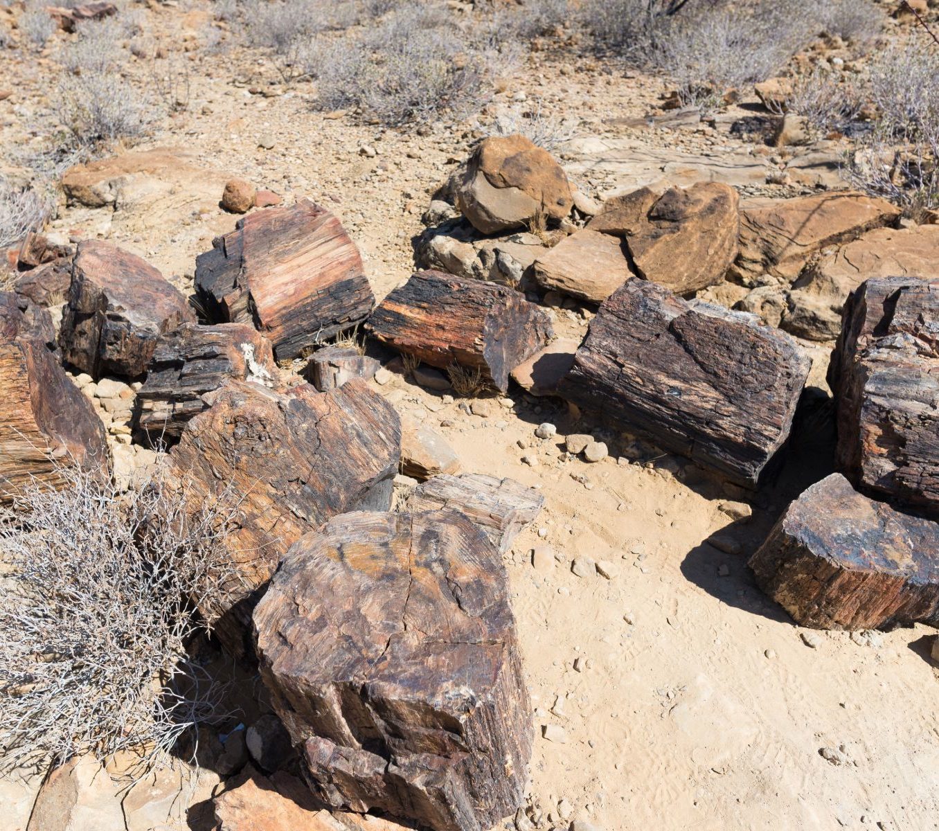 Rondreis Namibië, Petrified Forest, boomstammen