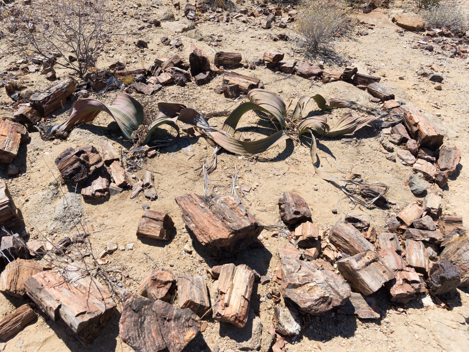 Rondreis Namibië, Petrified Forest, boomstammen met welwitschia-plant
