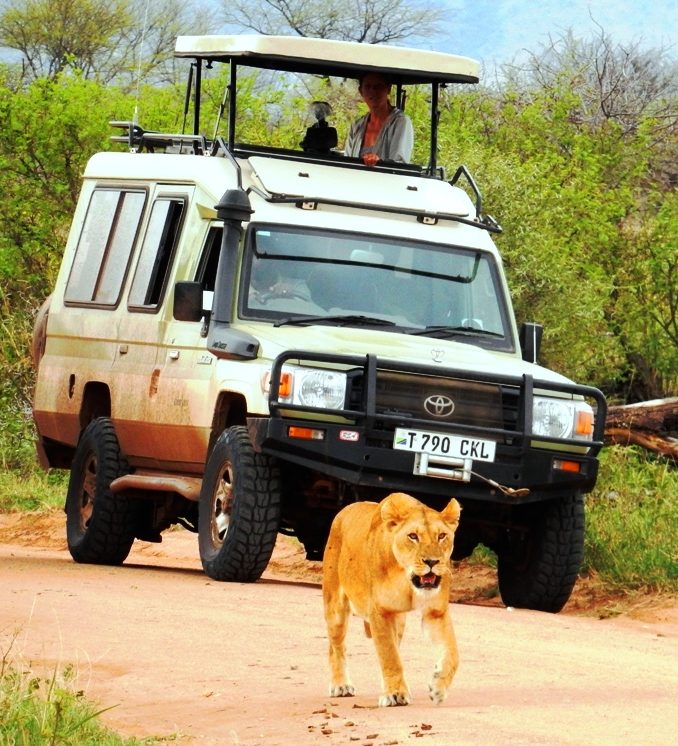 Rondreis-Tanzania-Serengeti-jeep-met-leeuw