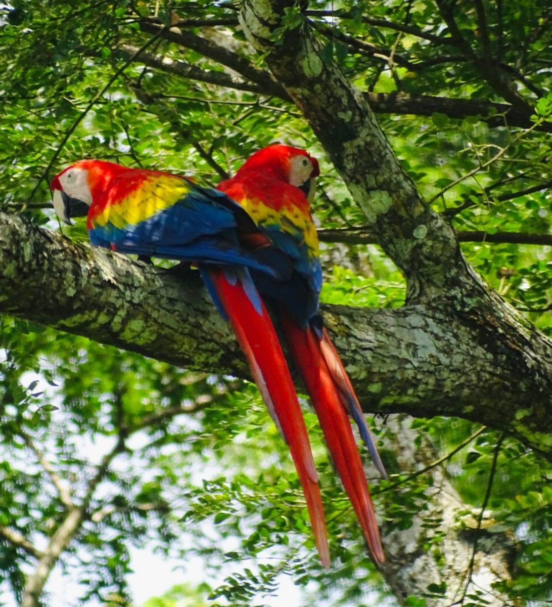 Rondreis Costa Rica, Papegaai