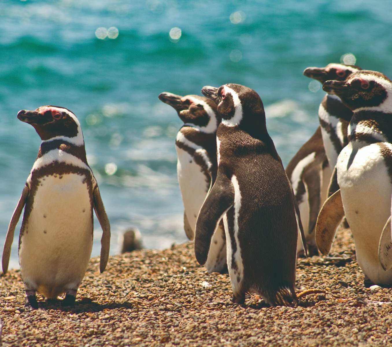 rondreis-argentinie-valdes-puerto-madryn-hoogtepunt-7-aspect-ratio-565-500
