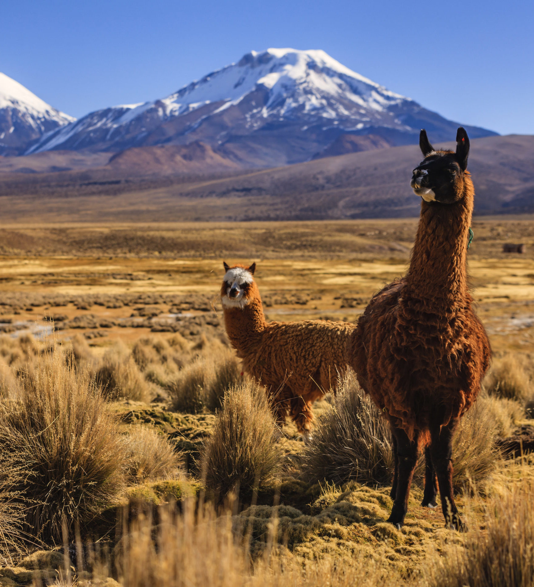 Rondreis Bolivia, Andes header Rondreis Bolivia, Andes header