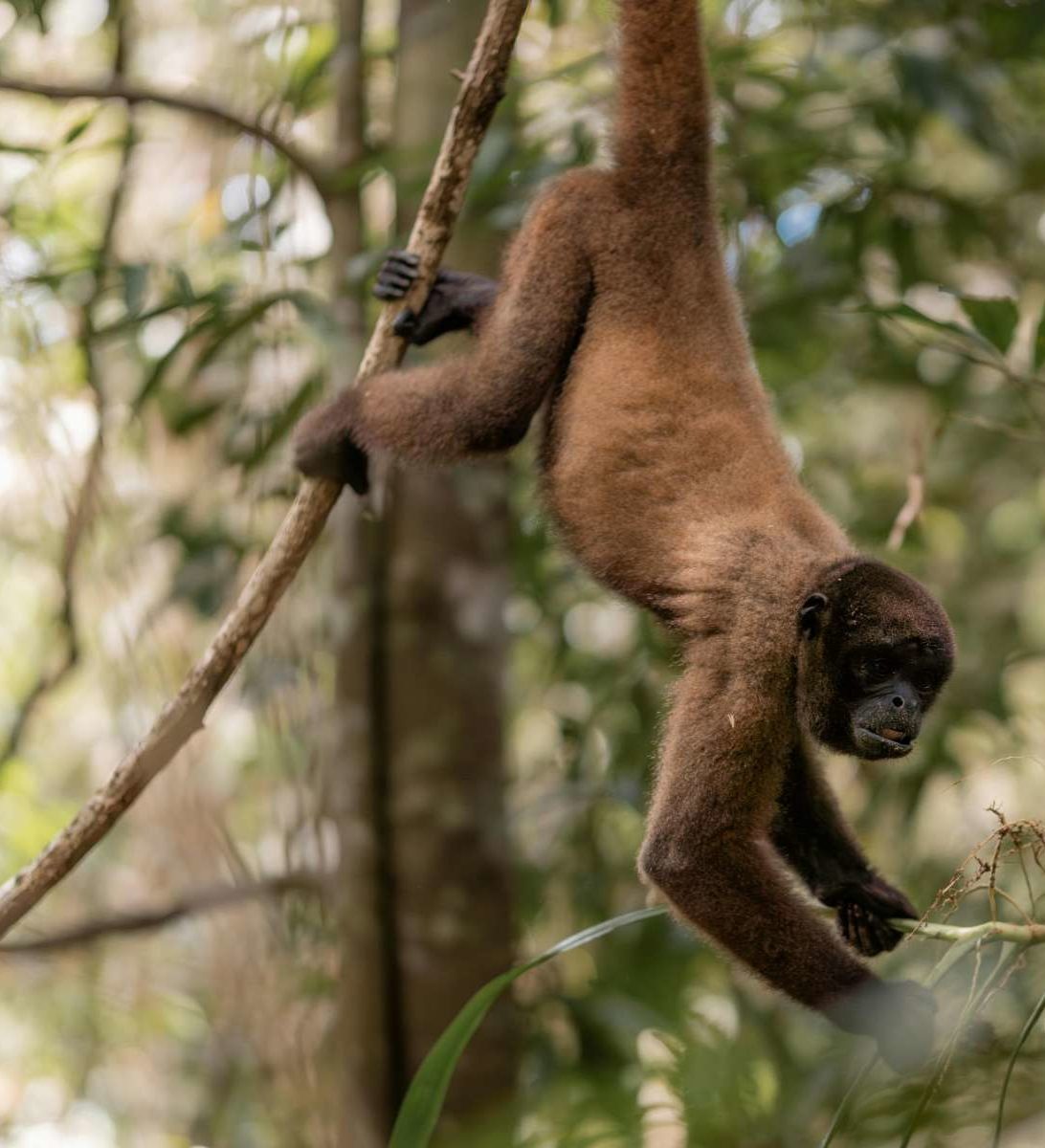 rondreis-colombia-leticia-amazone-jungle-hoogtepunt-3-aspect-ratio-382-420 rondreis-colombia-leticia-amazone-jungle-hoogtepunt-3-aspect-ratio-382-420