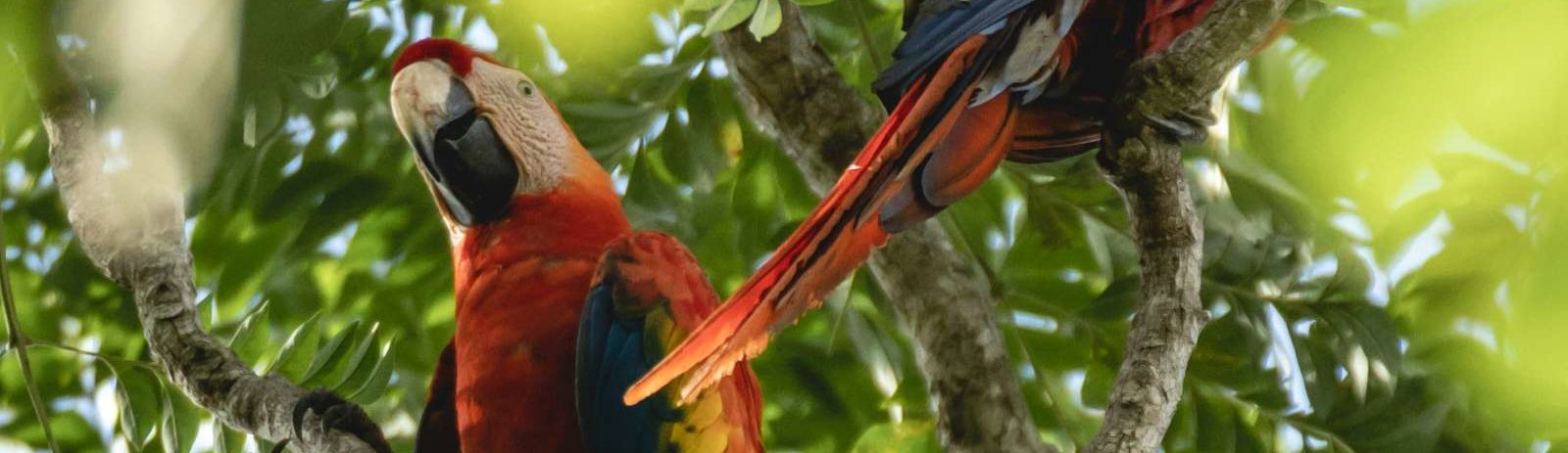 rondreis peru amazon jungle , vogels in de boom
