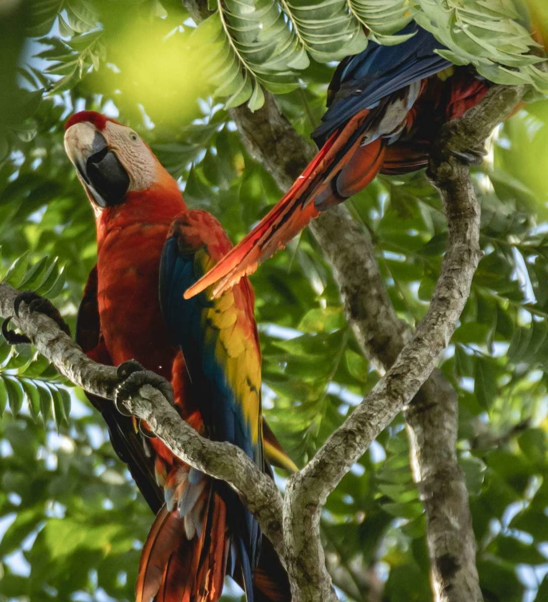 rondreis-peru-amazon-jungle-hoogtepunt-3-aspect-ratio-382-420 rondreis peru amazon jungle , vogels in de boom