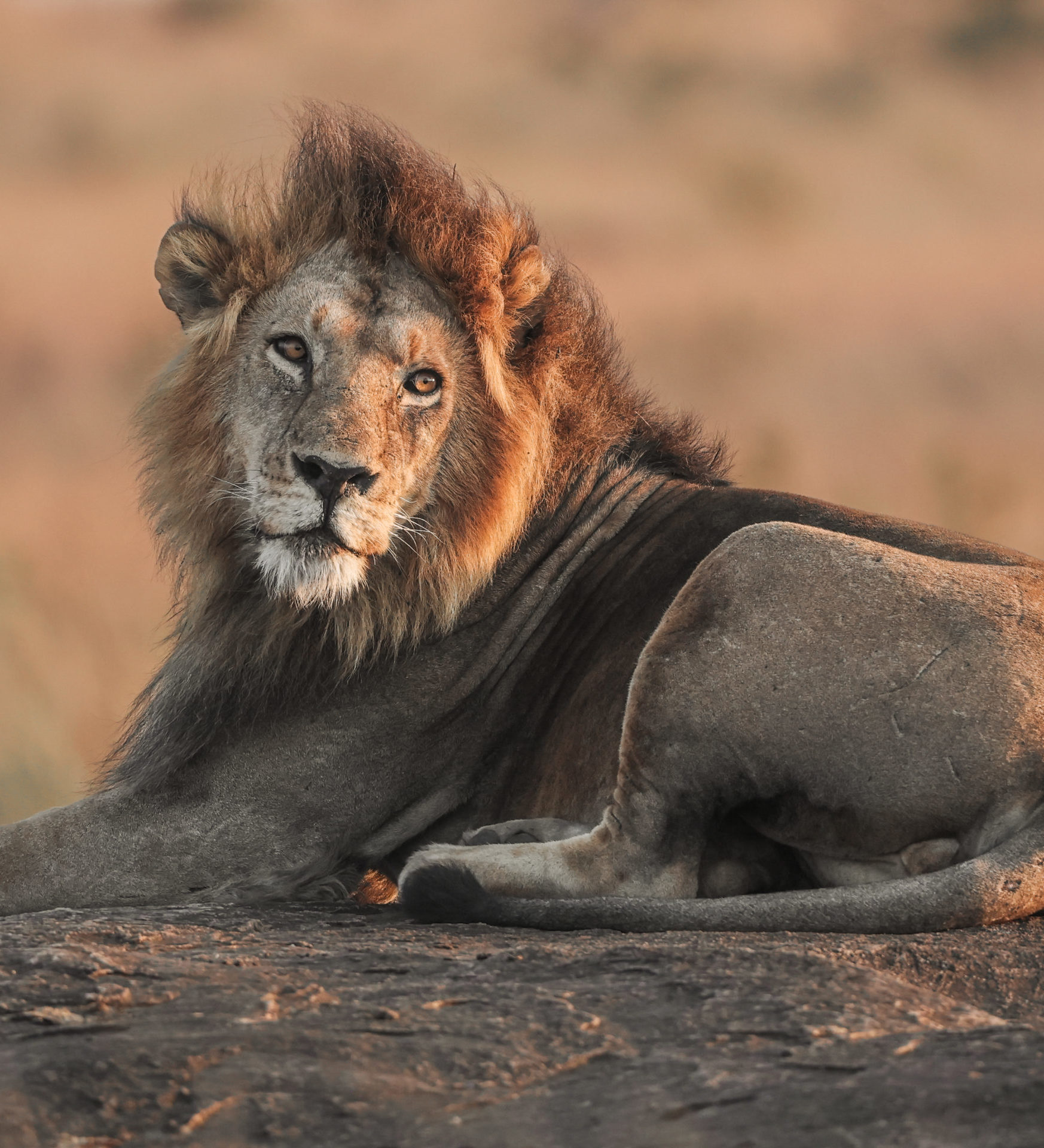rondreis zuid afrika. baie mooi leeuw. header rondreis zuid afrika. baie mooi leeuw. header
