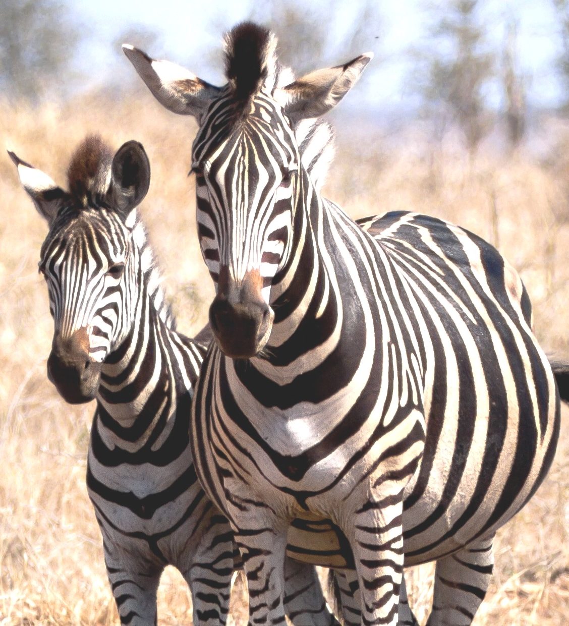 rondreis zuid afrika. Kruger en Garden Route header rondreis zuid afrika. Kruger en Garden Route header