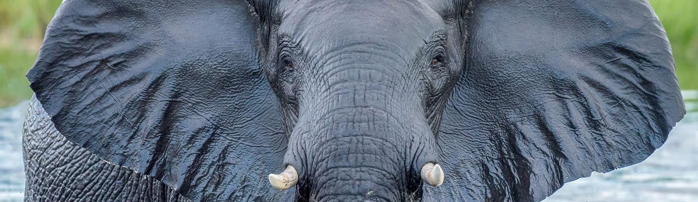 header olifant in rivier