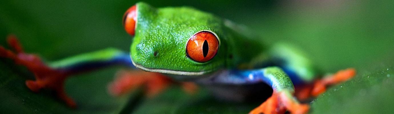 Header groene kikker red eye tree frog
