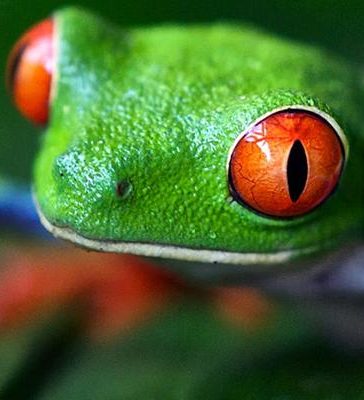groene kikker red eye tree frog