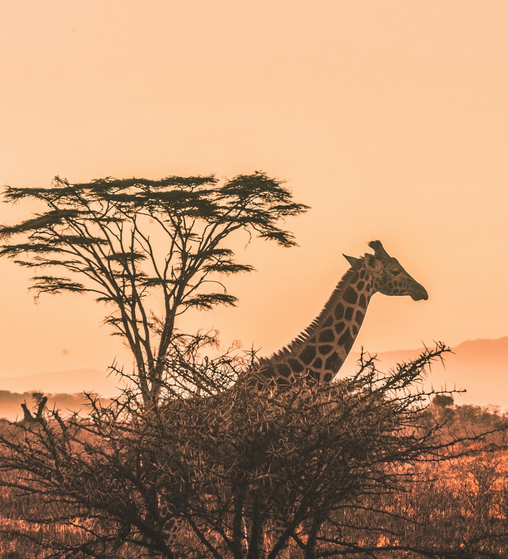 Kenia-Serengeti-National-Park-giraffe-unsplash-aspect-ratio-382-420 Rondreis Kenia, Serengeti National Park, giraffe