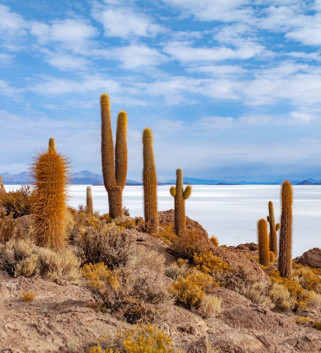 Rondreis Bolivia, Uyuni zoutvlaktes, cactussen met uitzicht op de bergen Rondreis Bolivia, Uyuni zoutvlaktes, cactussen met uitzicht op de bergen