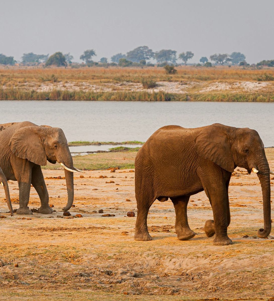 Rondreis Botswana, Chobe National Park, olifanten lopen langs een waterplaats Rondreis Botswana, Chobe National Park, olifanten lopen langs een waterplaats