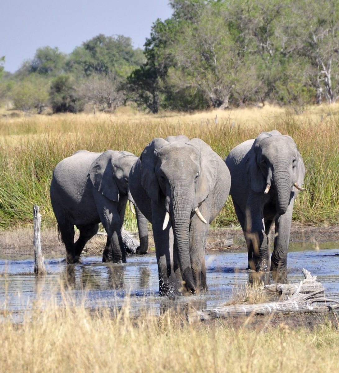 Rondreis Botswana, Okavango Delta, olifanten in het water Rondreis Botswana, Okavango Delta, olifanten in het water