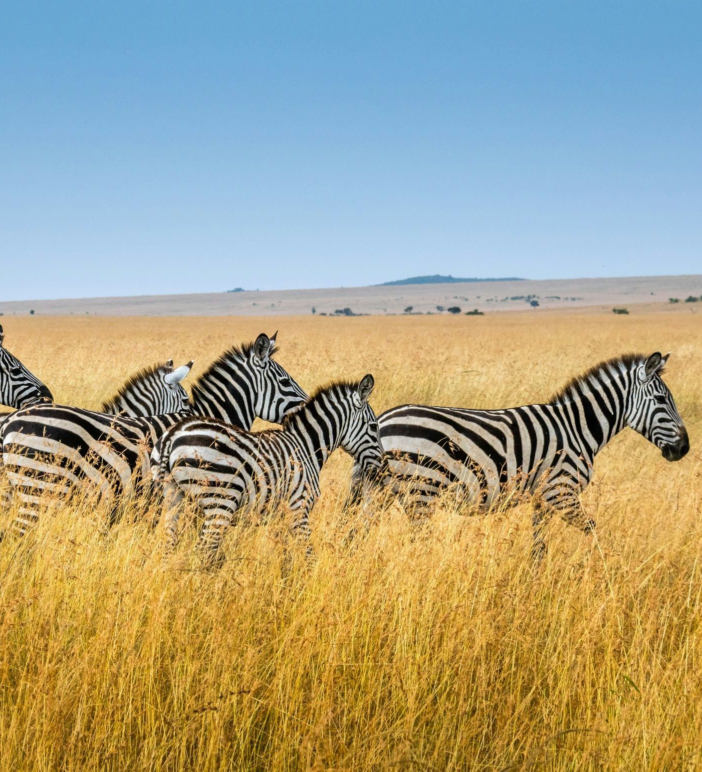 Rondreis Kenia, Maasai Mara National Reserve, zebra’s op de savanne Rondreis Kenia, Maasai Mara National Reserve, zebra's op de savanne