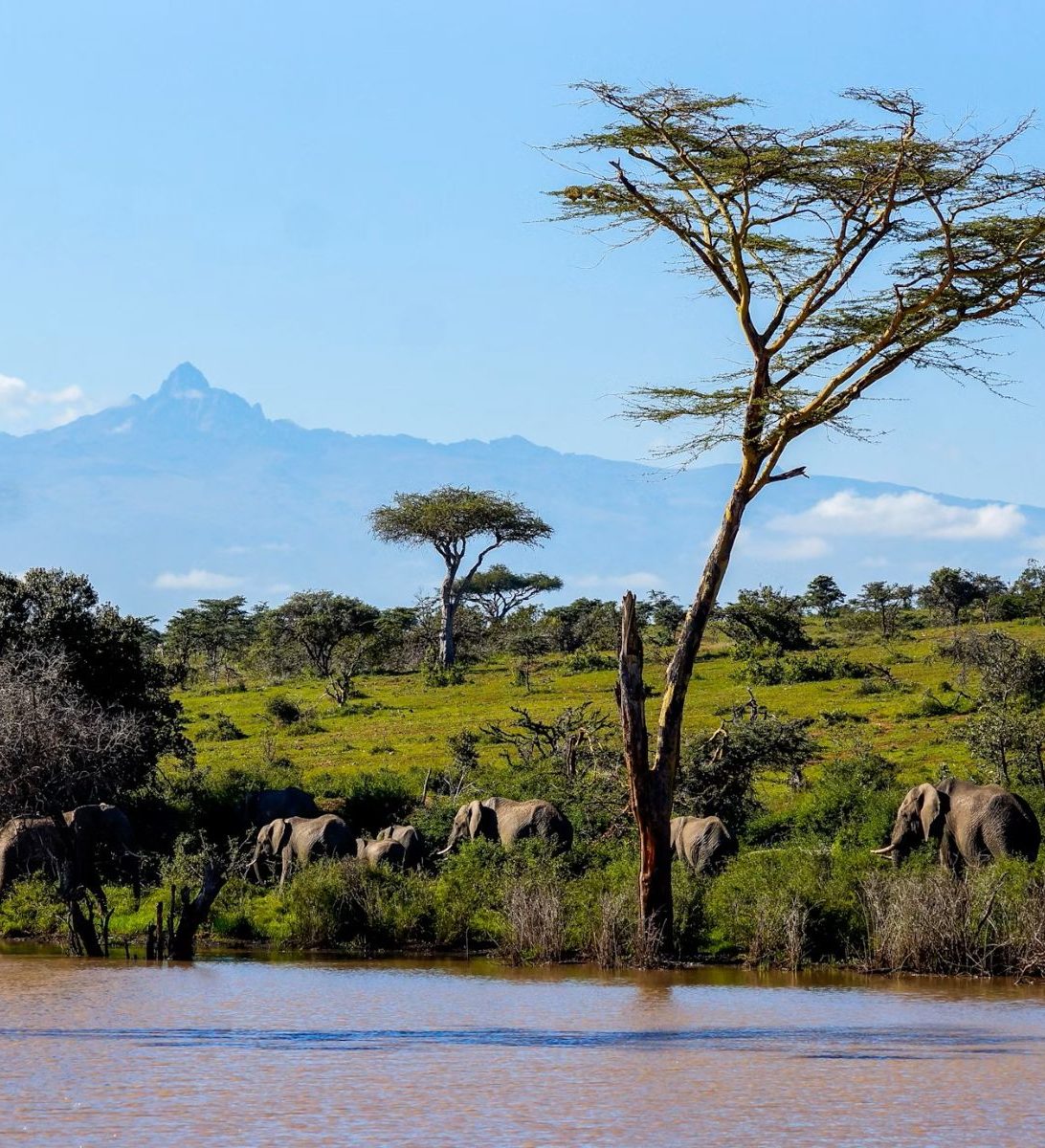 Rondreis Kenia, Mount Kenia, Olifanten met Mount Kenia op de achtergrond Rondreis Kenia, Mount Kenia, Olifanten met Mount Kenia op de achtergrond