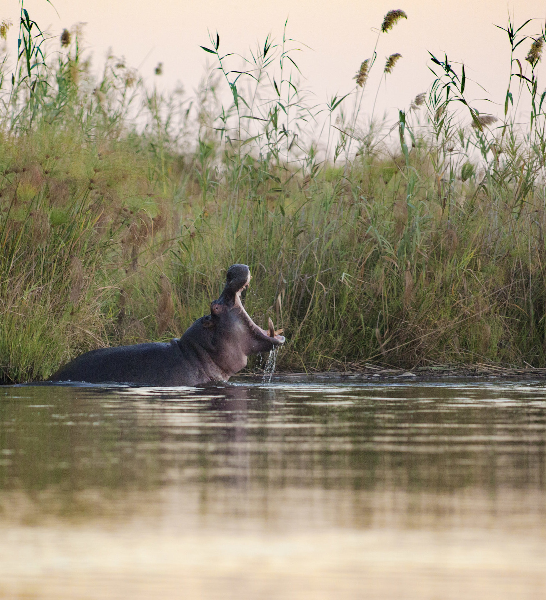 Rondreis Namibië, Caprivi, rivier met nijlpaard HEADER Rondreis Namibië, Caprivi, rivier met nijlpaard HEADER