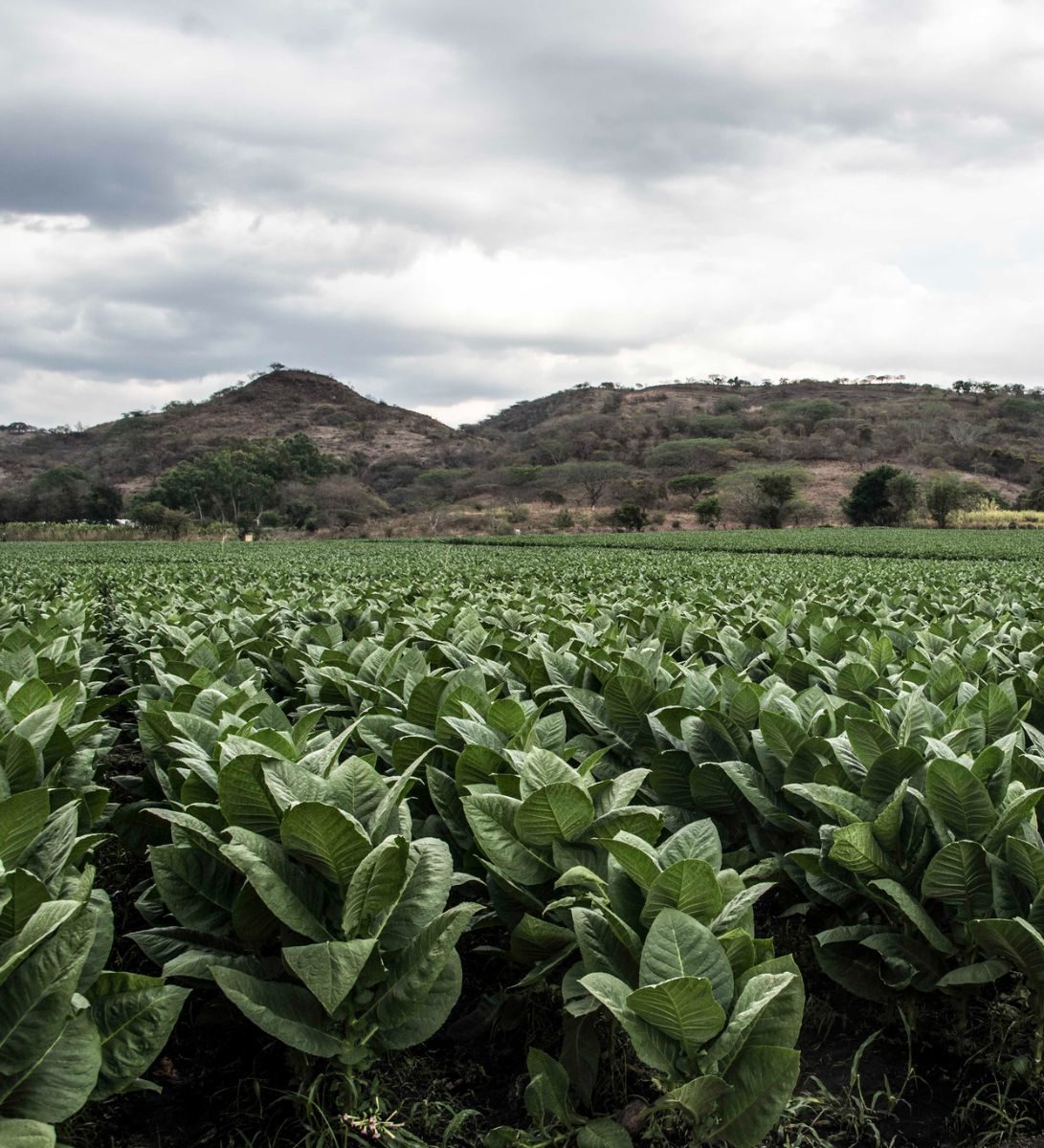 Rondreis Nicaragua, Estelí tabaksvelden Rondreis Nicaragua, Estelí tabaksvelden