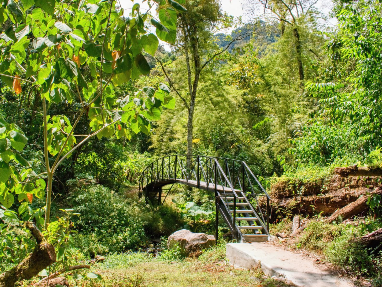 Rondreis Panama, Quetzal Trail, wandelbrug