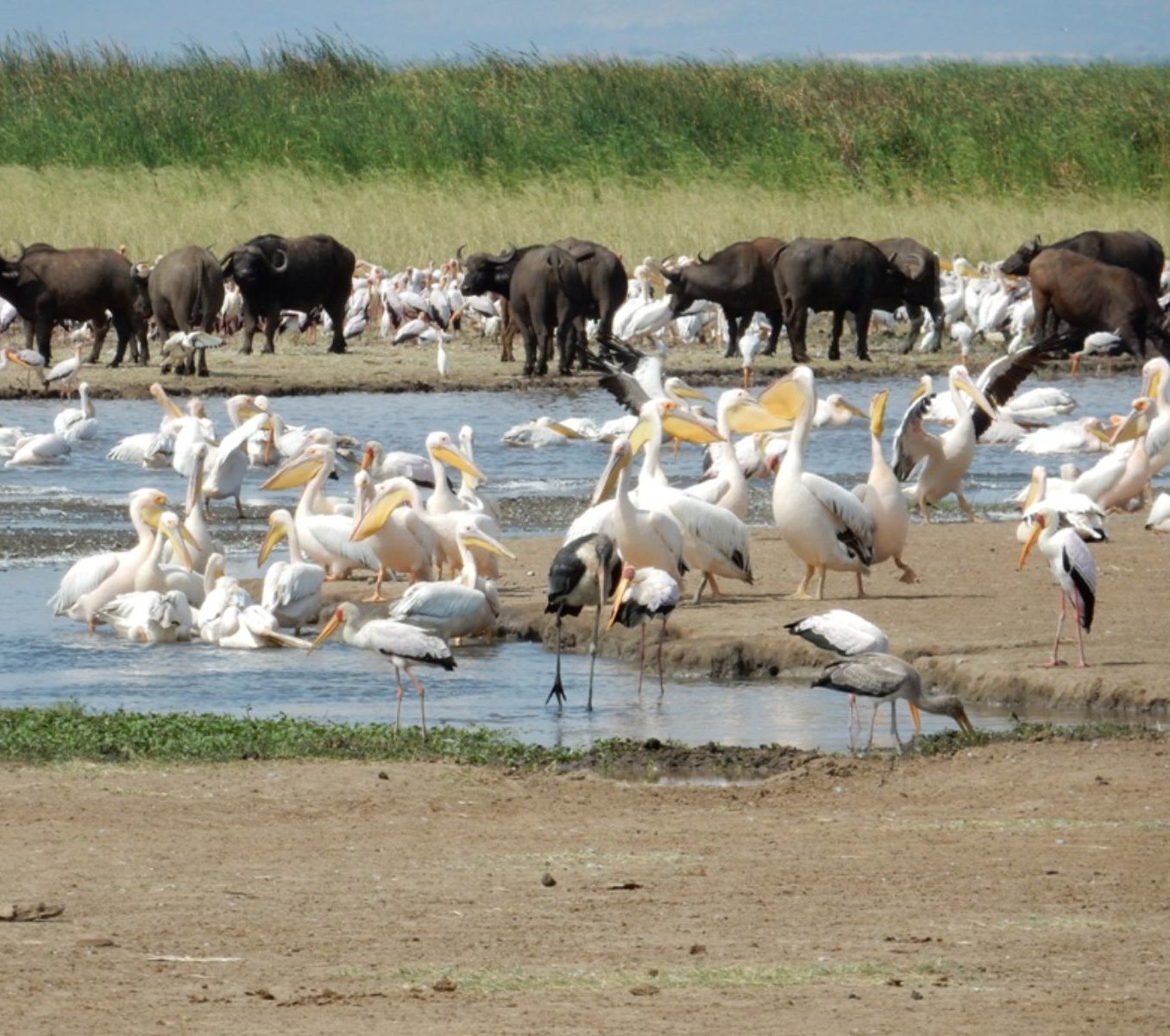 Rondreis Tanzania, Manyara, Pelikanen