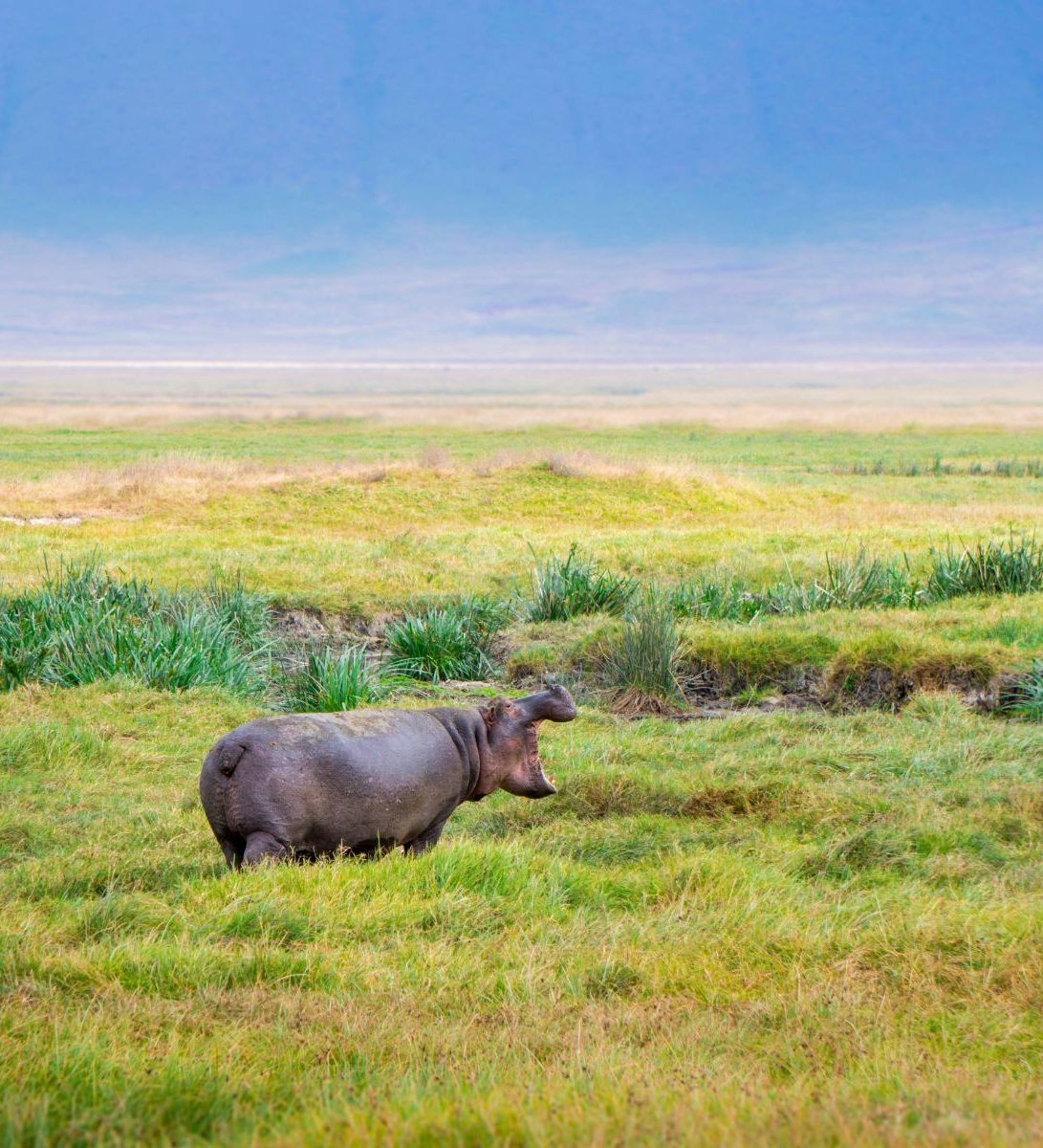 Rondreis Tanzania, Ngorongoro Crater, Nijlpaard in het gras