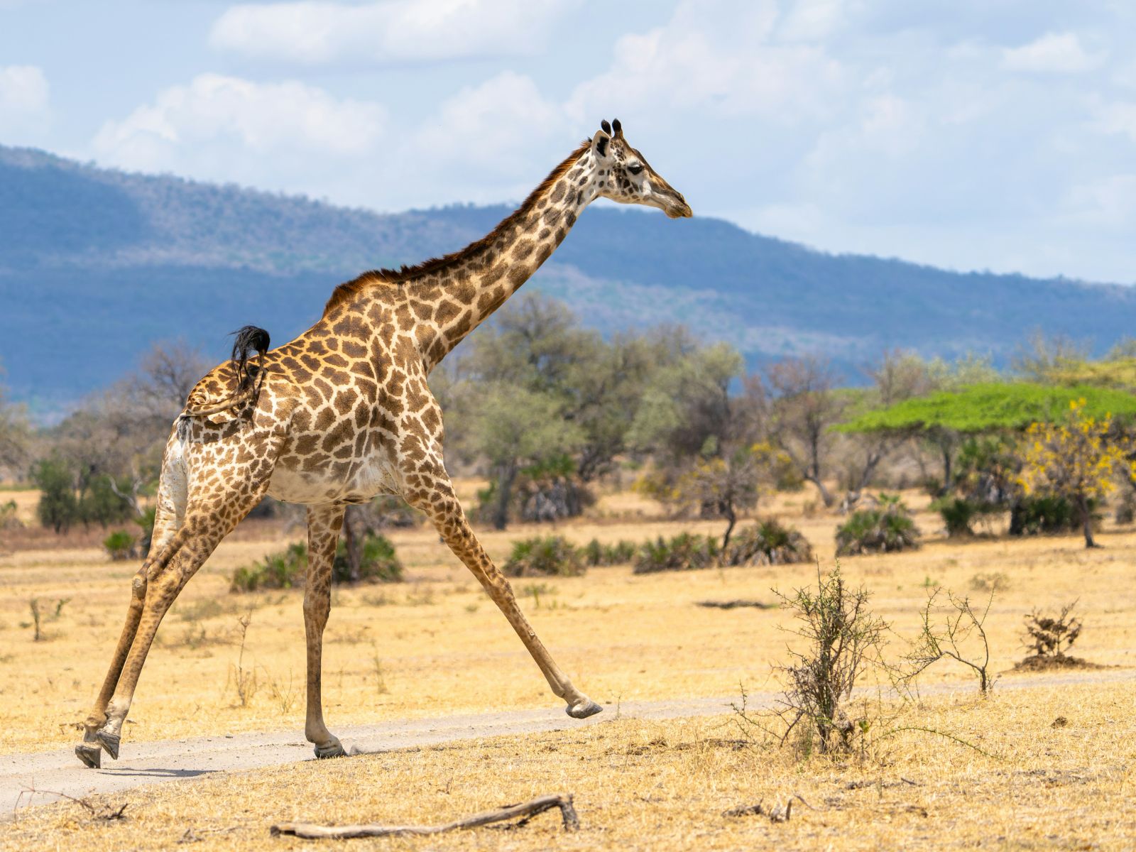 Rondreis Tanzania, Nyerere National Park, Giraffe
