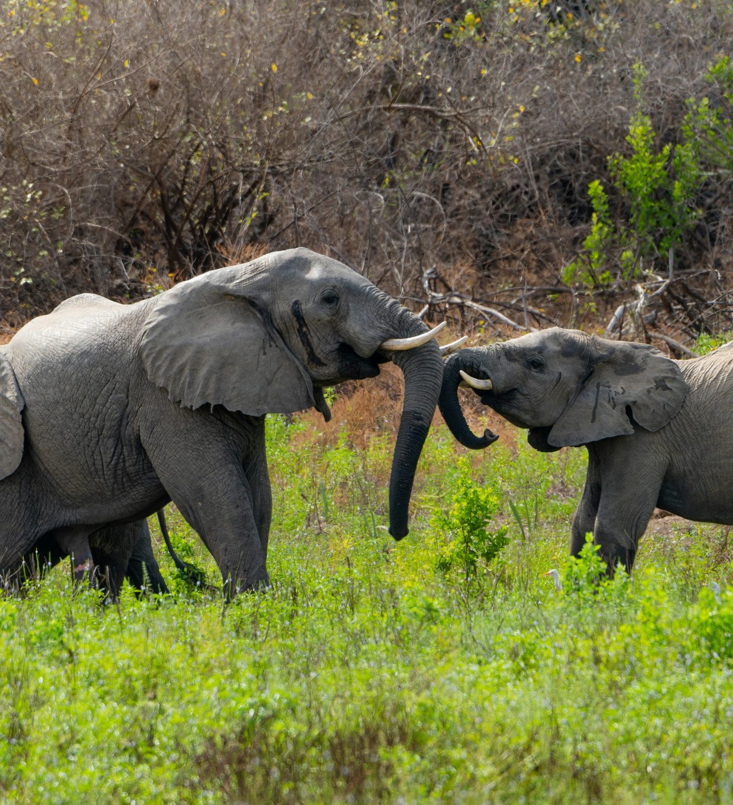 Rondreis-Tanzania-Nyerere-National-Park-olifanten-aspect-ratio-382-420 Rondreis Tanzania, Nyerere National Park, olifanten