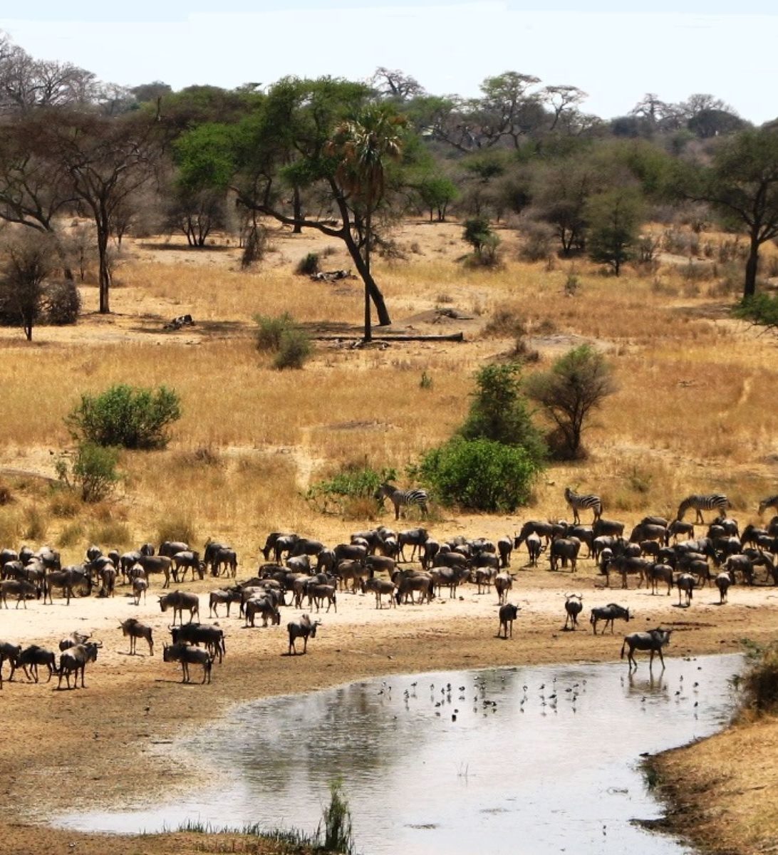 Rondreis Tanzania, Tarangire National Park, kudde gnoes