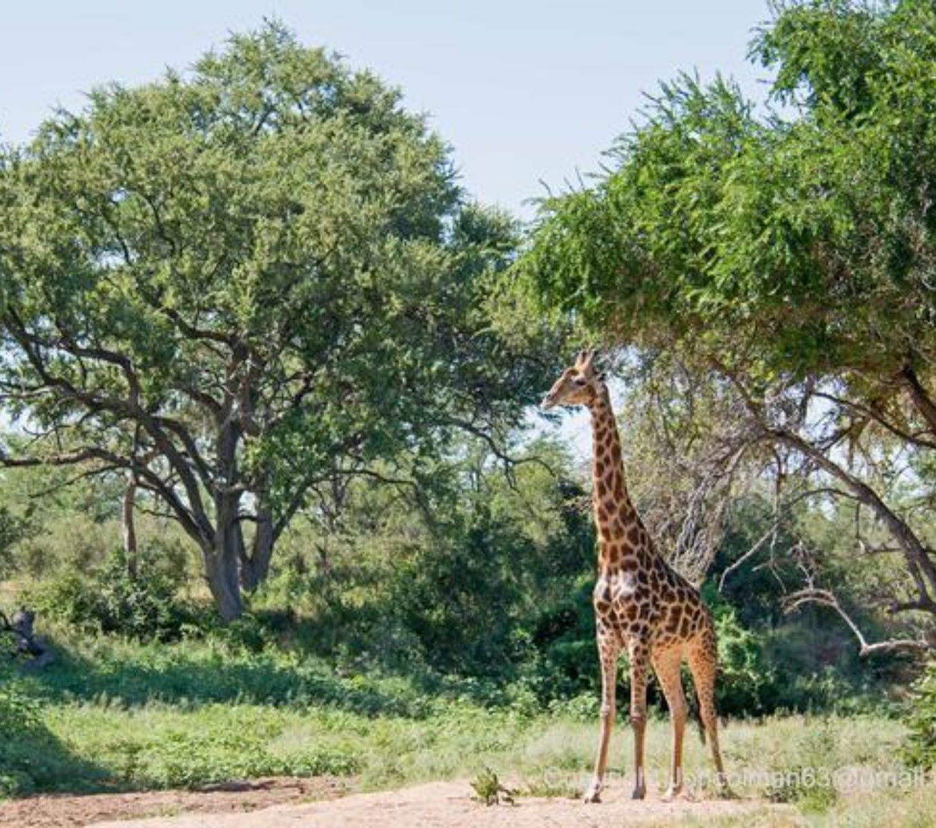 Rondreis Zuid-Afrika, Abelana Game Reserve, Giraffe