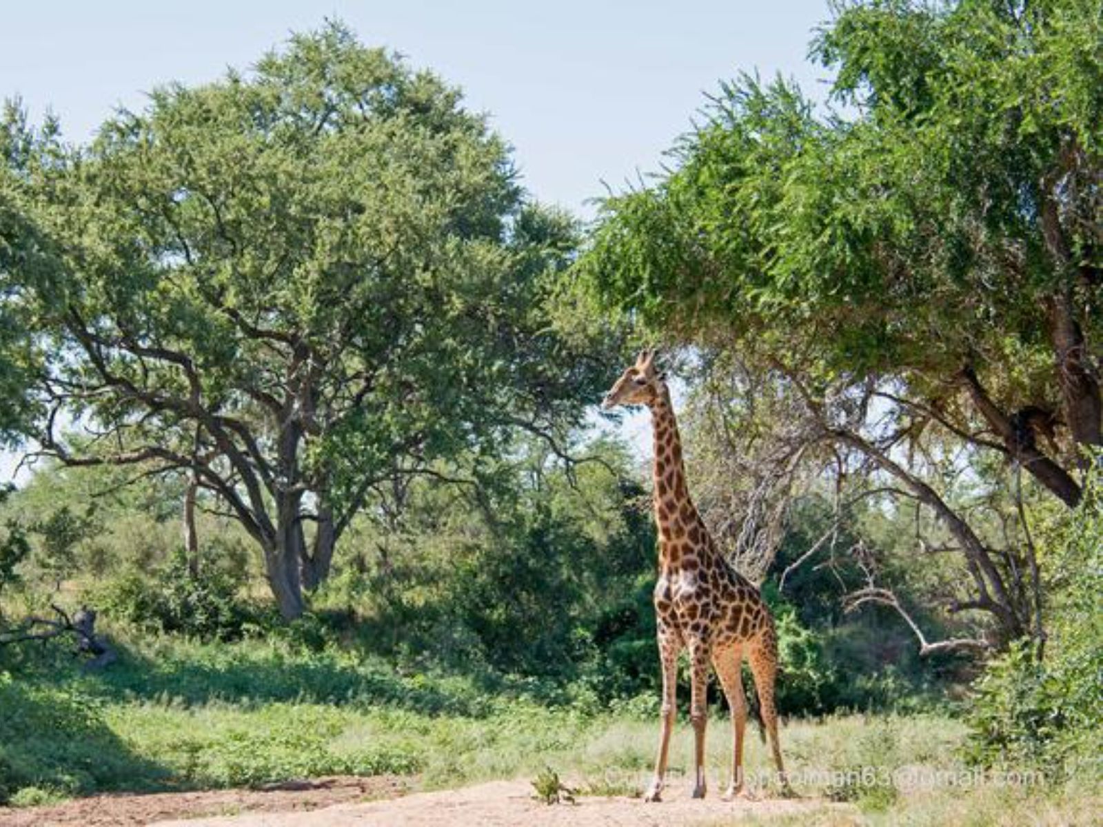 Rondreis Zuid-Afrika, Abelana Game Reserve, Giraffe
