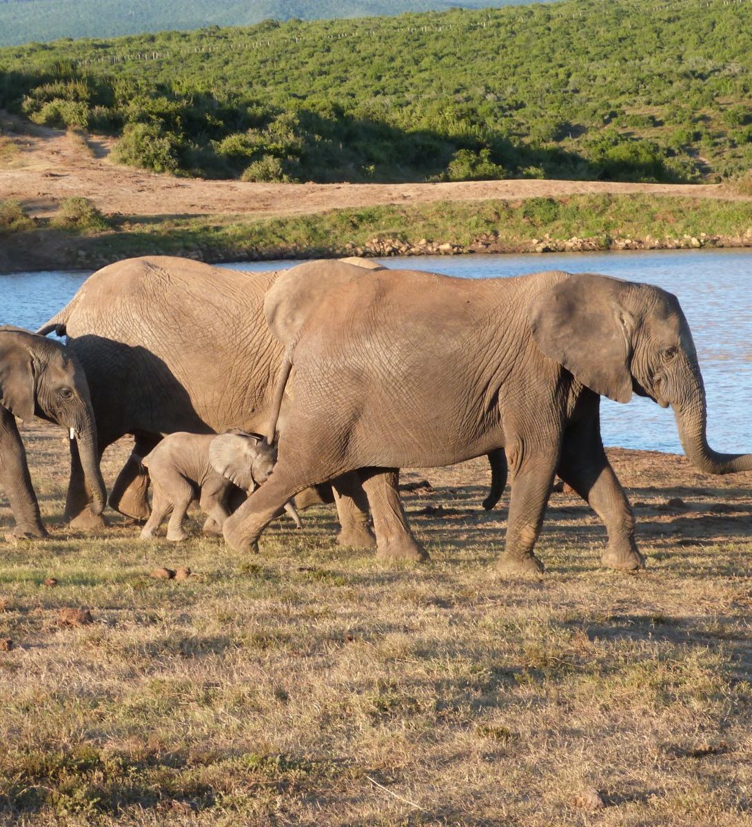 Rondreis Zuid-Afrika, Addo National Park, groep olifanten Rondreis Zuid-Afrika, Addo National Park, groep olifanten