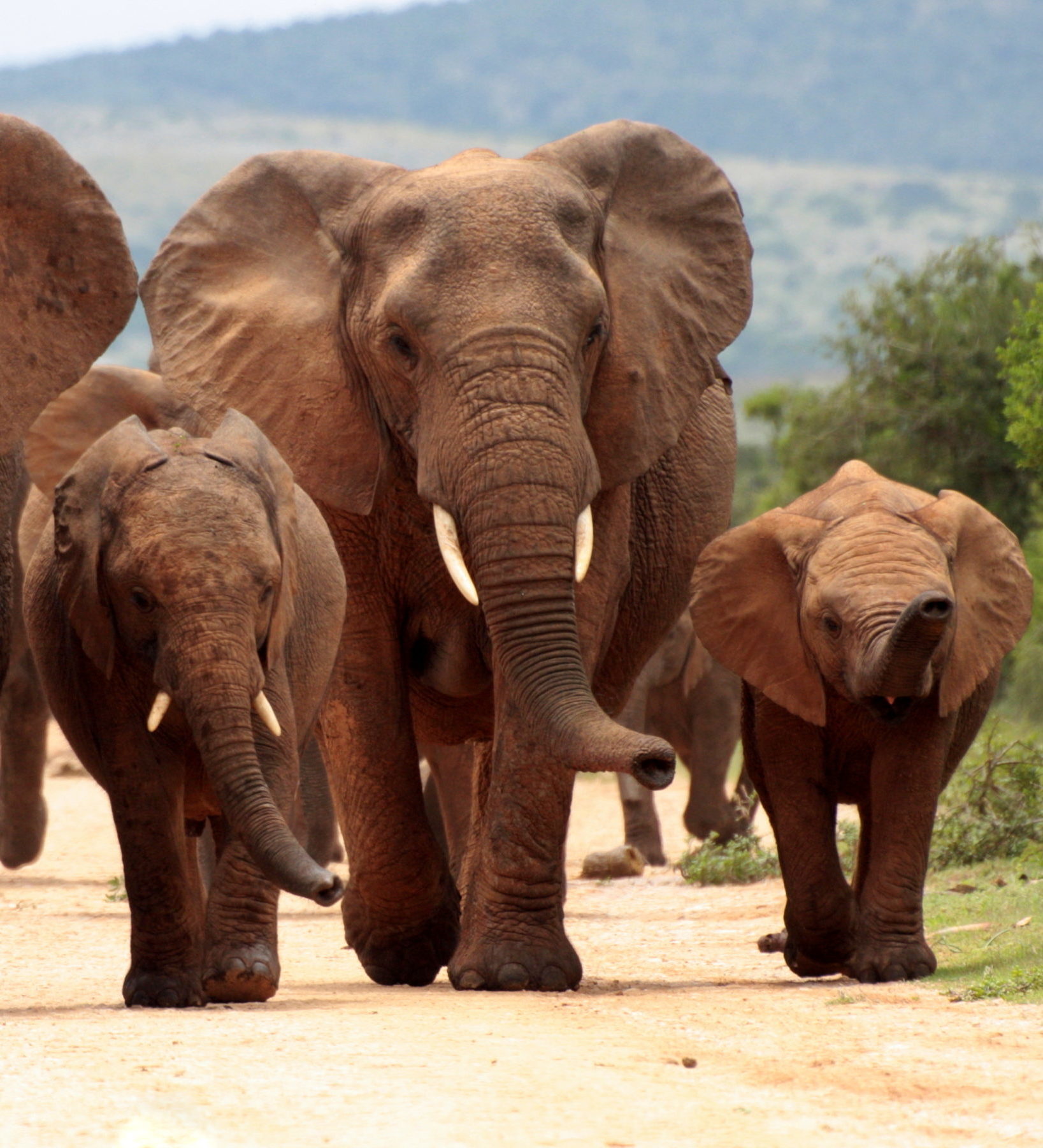 Rondreis Zuid-Afrika, Addo National Park, groep olifanten header Rondreis Zuid-Afrika, Addo National Park, groep olifanten header