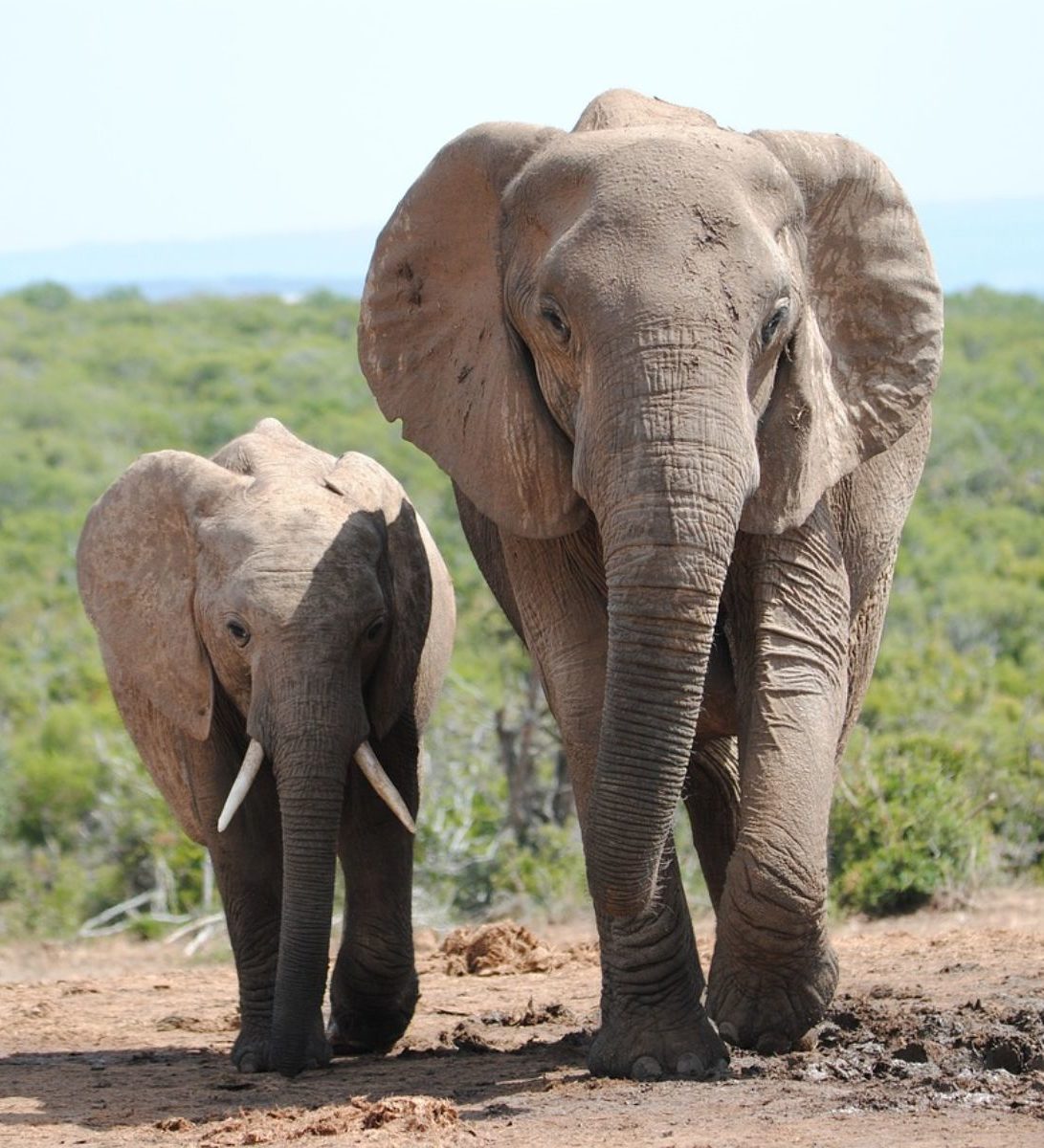 Rondreis Zuid-Afrika, Addo National Park, twee olifanten