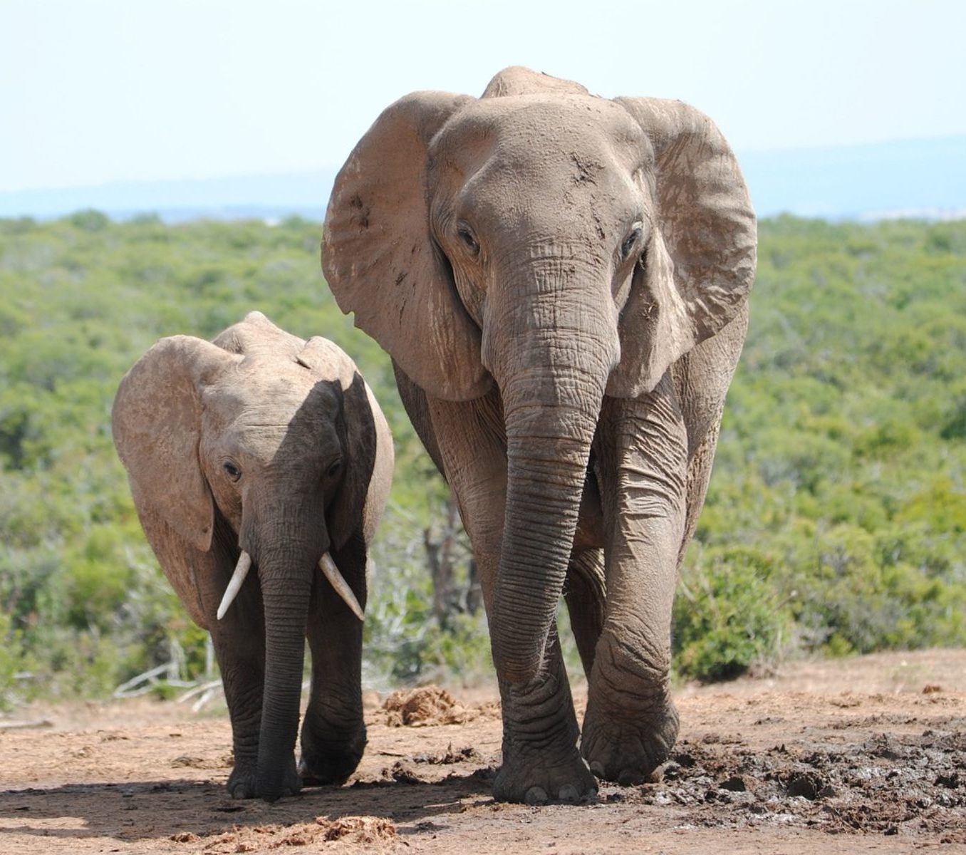 Rondreis Zuid-Afrika, Addo National Park, twee olifanten