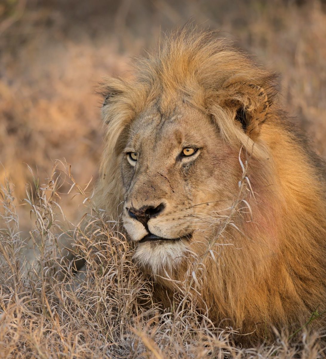 Rondreis Zuid-Afrika, Balule Game Reserve, mannetjesleeuw in het gras
