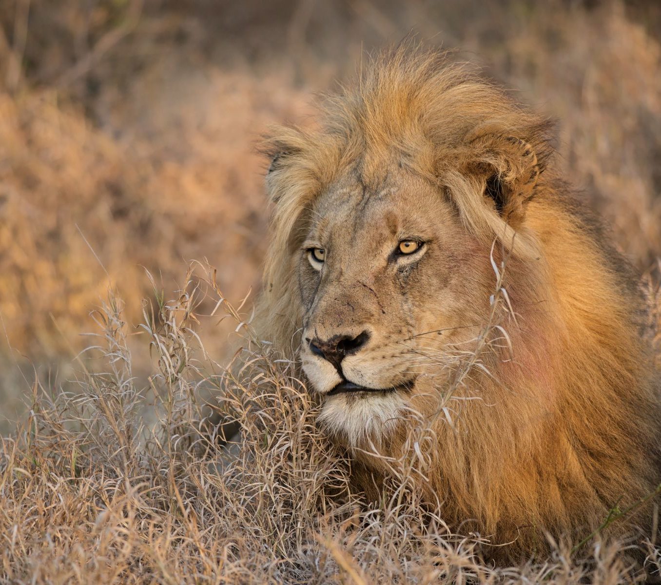 Rondreis Zuid-Afrika, Balule Game Reserve, mannetjesleeuw in het gras