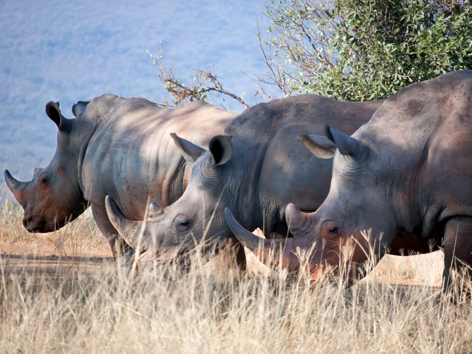 Rondreis Zuid-Afrika, Hluhluwe, Groep Neushoorns
