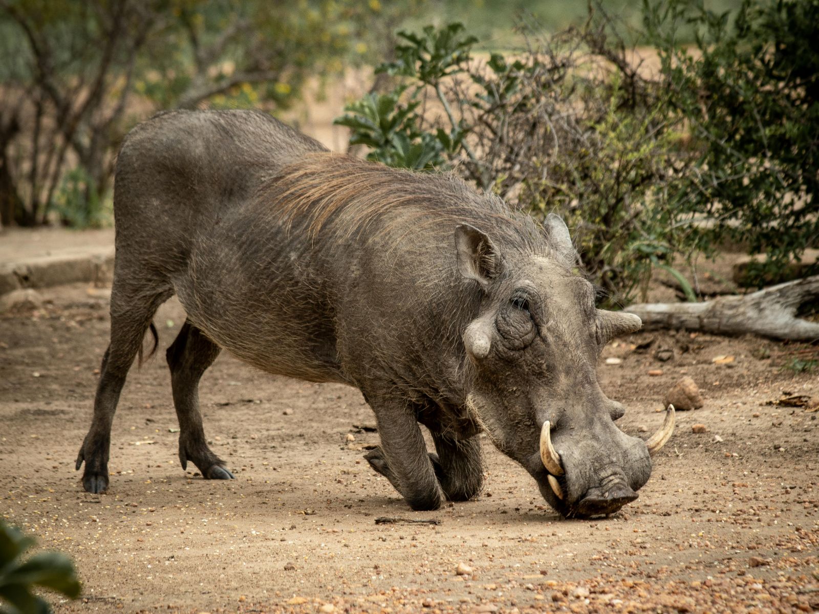 Rondreis Zuid- Afrika, Hoedspruit, warthog