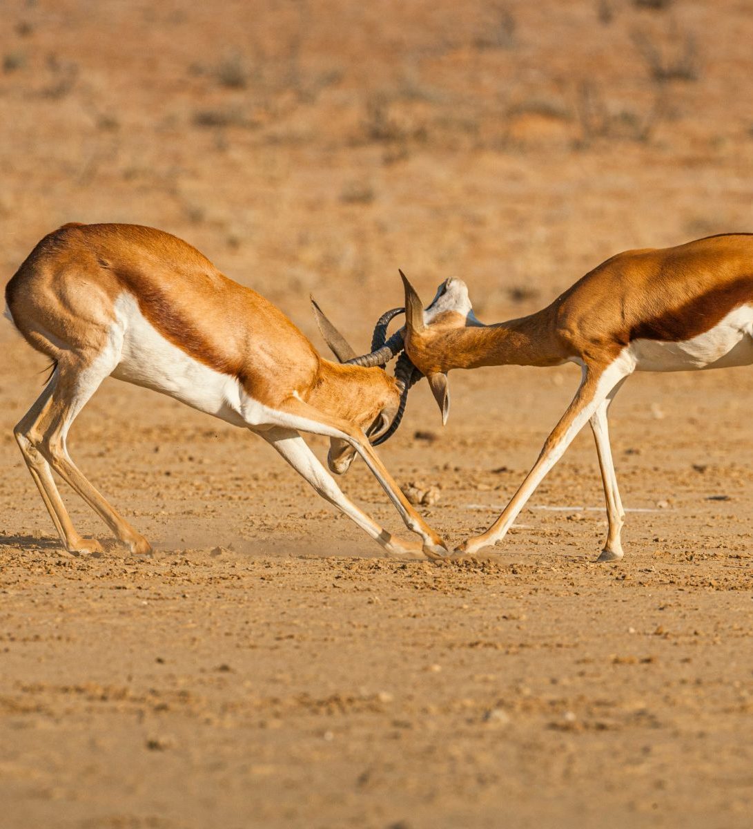 Rondreis Zuid-Afrika, Kgalagadi, 2 steenbokken Rondreis Zuid-Afrika, Kgalagadi, 2 steenbokken
