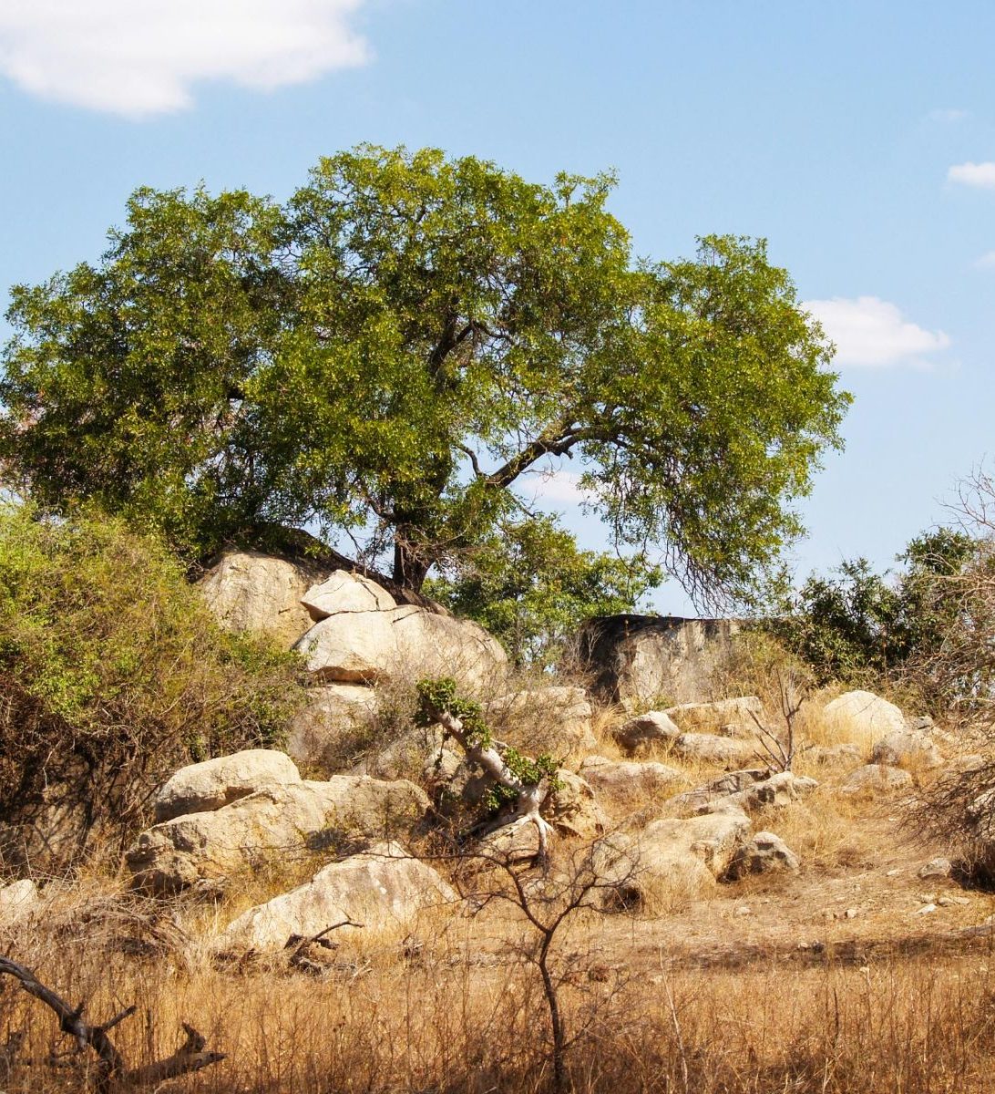 Rondreis Zuid- Afrika, Kruger National Park, rotsen en boom Rondreis Zuid- Afrika, Kruger National Park, rotsen en boom