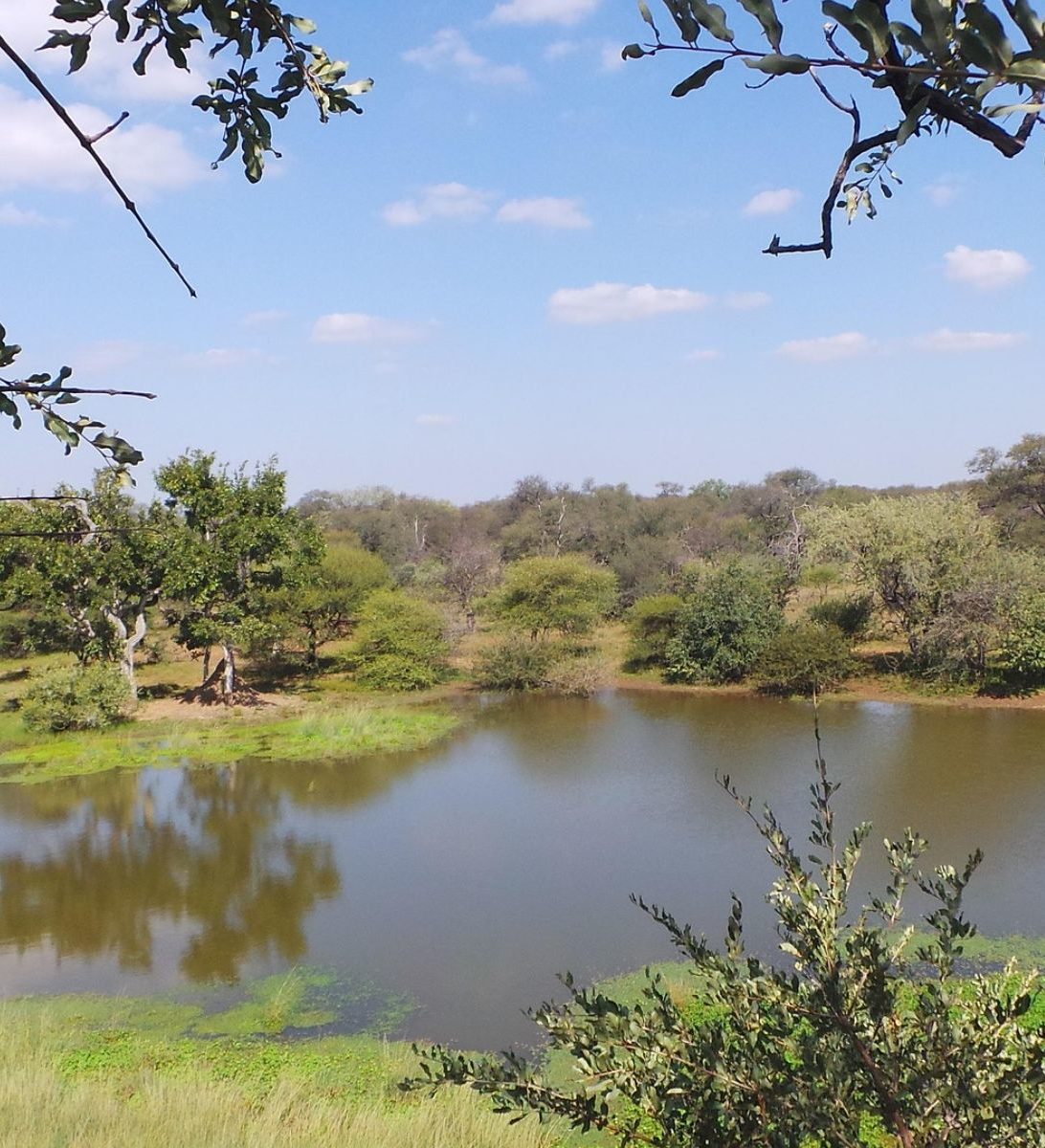 Rondreis Zuid-Afrika, Limpopo Transfrontier Park, waterhole