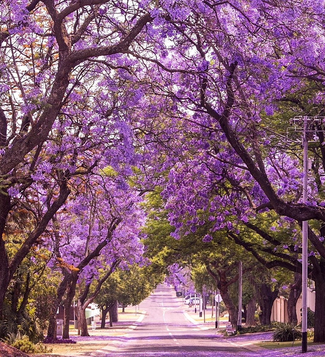 Rondreis Zuid- Afrika, Pretoria, Jacaranda Boom Rondreis Zuid- Afrika, Pretoria, Jacaranda Boom