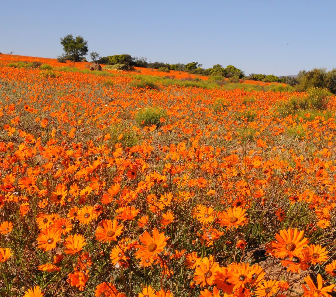 Rondreis Zuid-Afrika, Springbok, Namaqua NP in bloei