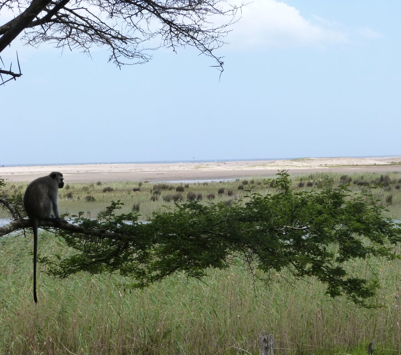 Rondreis Zuid- Afrika, St. Lucia, vallei met aap en boom