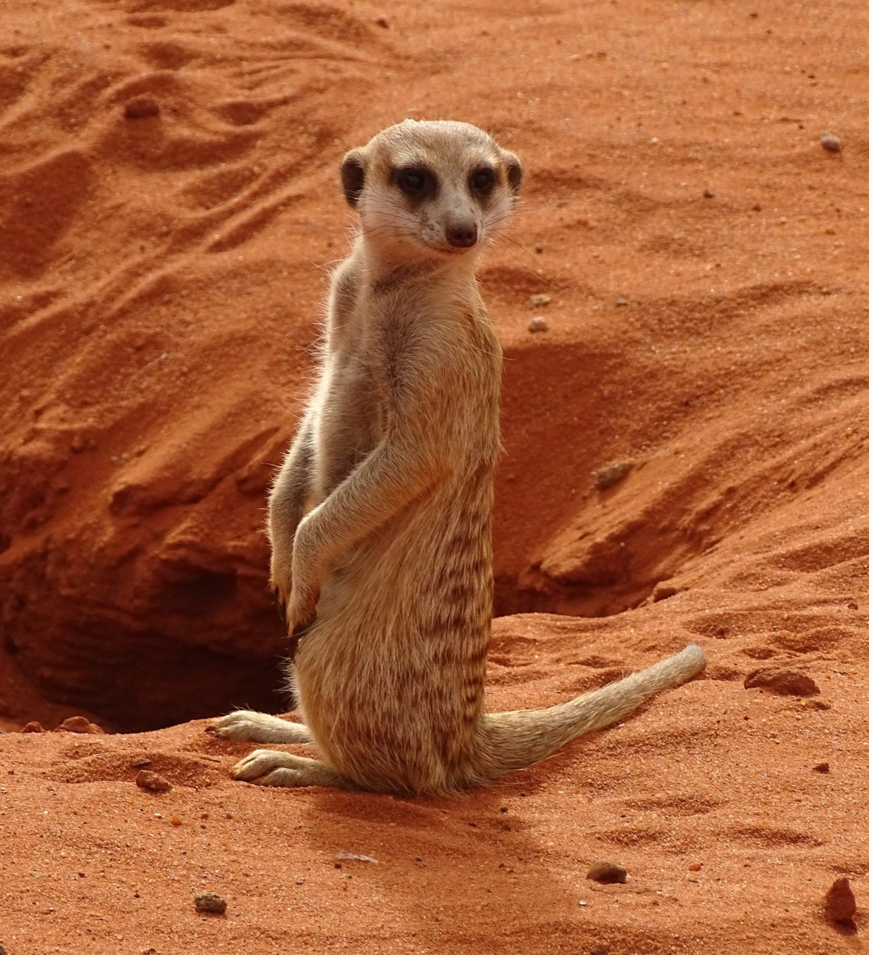 rondreis zuid afrika. kalahari woestijn. header rondreis zuid afrika. kalahari woestijn. header